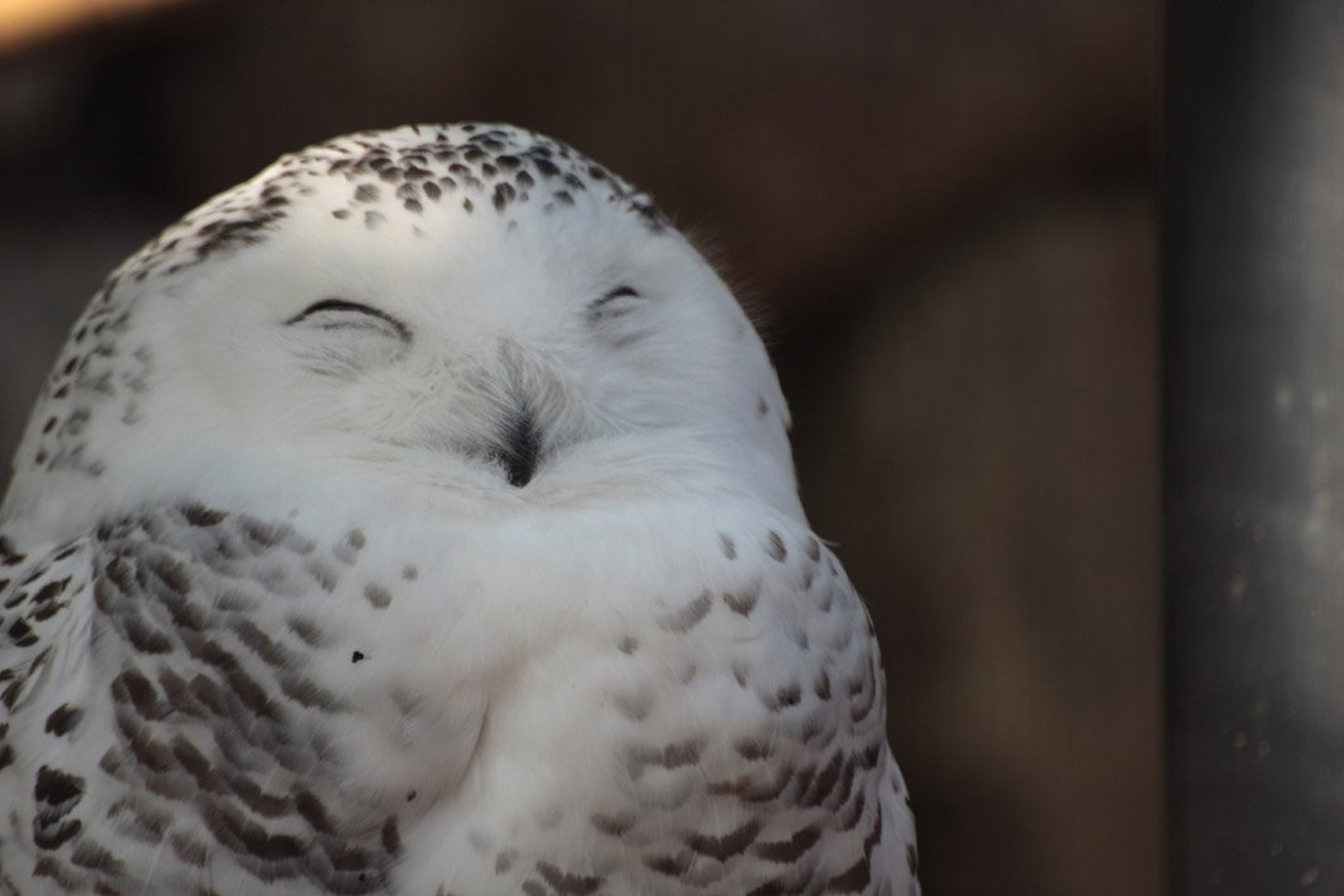 開発〜リリースまでサポートします！（SwiftとはなんぞやからでもOK)-image1