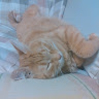 みやこう（miyakou）