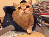 シバ