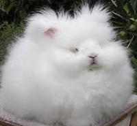 まお