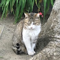 みくにりくま