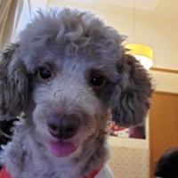 柚子@盆栽デザイナー