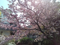 長野 有希