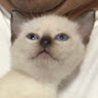 あゆたん