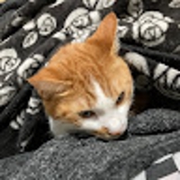 わさ