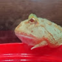 NEGI
