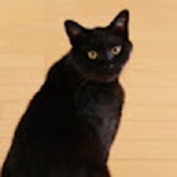猫好き