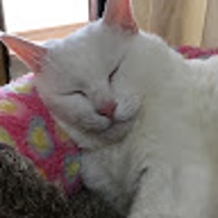 ちぃ