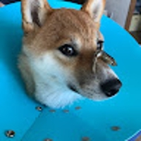 松尾あやめ