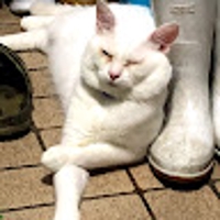 ショウゾウくん