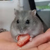 長屋里恵