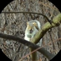 村上倫衣