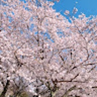 居石知里