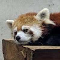 panda omochi