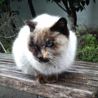 ロミオとウォシュレット