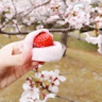 shiho i