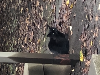 にゃん丸