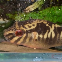 がらす@駆け出しエンジニア(になろうと勉強中)