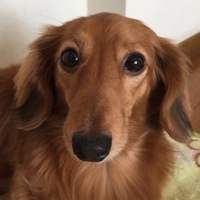かわのり