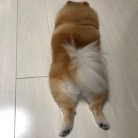 もちぞう