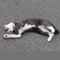 かい～のキャッツちゃん