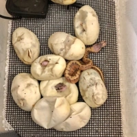 ほーりー@🍌系ボール繁殖とプログラミング