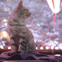 ねこ屋@ブログ飛んで戻ってきた