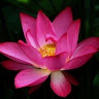 Mifuyu G