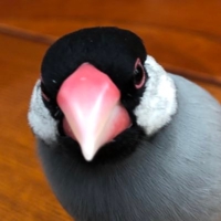 あまぽよ@Unity頑張る