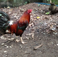 Mark Campo Dela Cruz