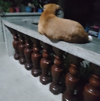 Aldrick Licupa