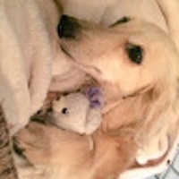歯はみがきおいしい