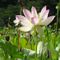 辻健志