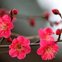 Yuki Kurata