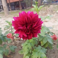 Muzaffar Sheikh