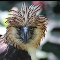 Agila Ng Mindanao