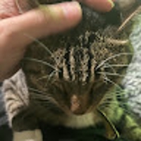 おニャンコぽん