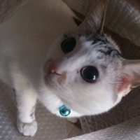 iwamasa@一応フルスタックエンジニア