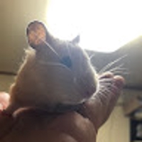 ベース弾き太智