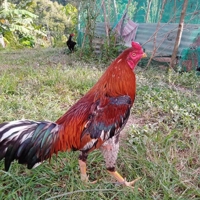 Abanse Eloy