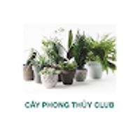 Club Cây Phong Thủy