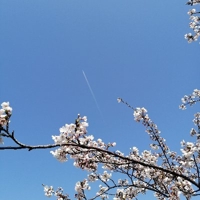 咲