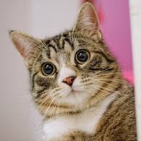 masato@copperEngineer