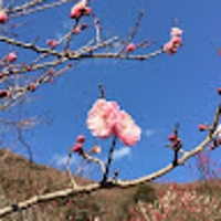 梅生