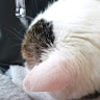 かきざきはやて