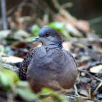 辻野 祥陽 @Rails&React勉強中