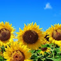 えり｜お話し相手 × Webデザイン