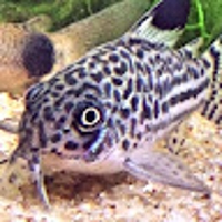 山下洋平（Corydoras Master）