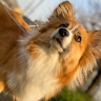 いぬ＠看護師10年目、2児のパパ