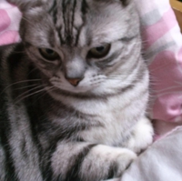 sirokuro-neko